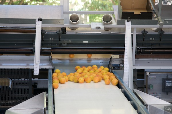 New Zealand 09 10  174